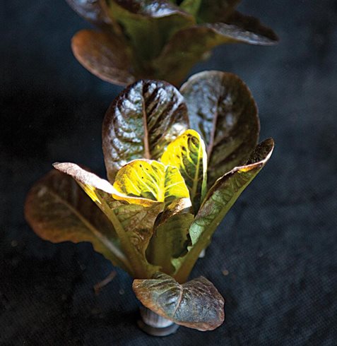 Garden Design
Calimesa, CA