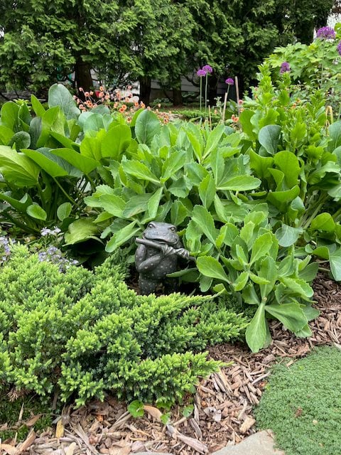 Foliage Planting
Garden Design
Calimesa, CA