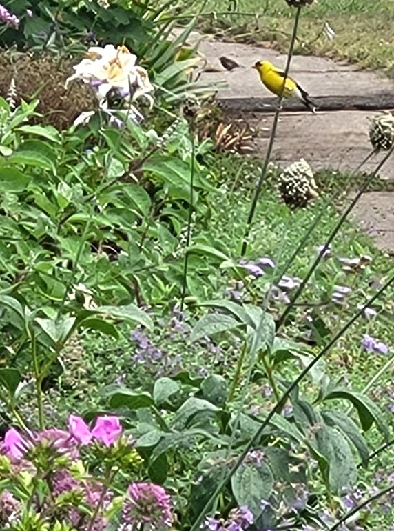 Goldfinch in garden