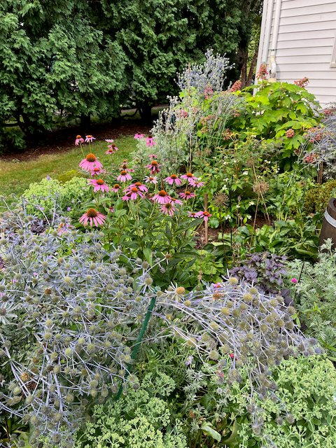 Shrub And Perennial Planting
Garden Design
Calimesa, CA