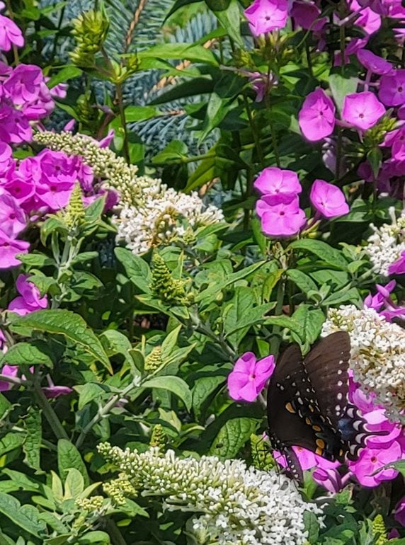 Swallowtaiil butterfly in garden