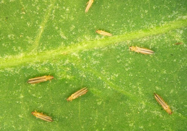 How to Identify and Manage Thrips - NewPro