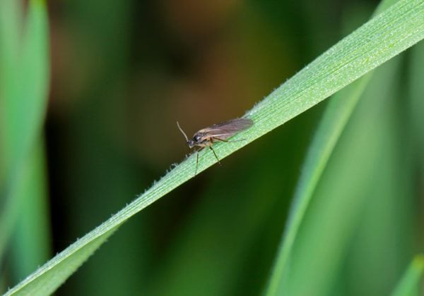 How to Get Rid of Fruit Flies & Fungus Gnats in Plants