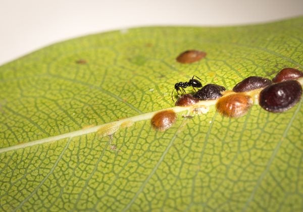 How to deal with scale insects
