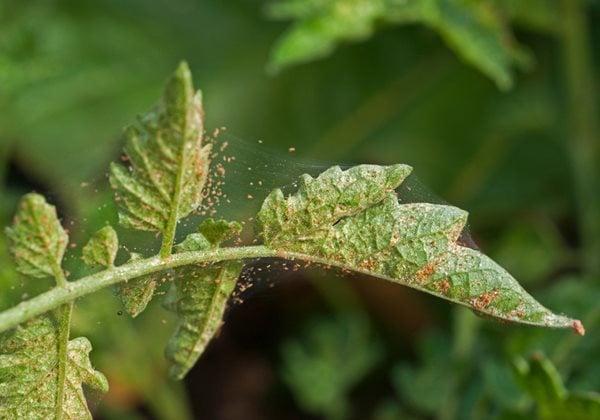 red spider mites on tomato plants