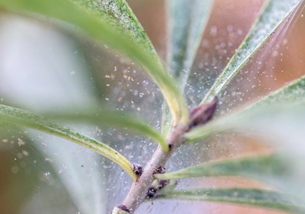 Spider Mites How To Get Rid Of Spider Mites Garden Design