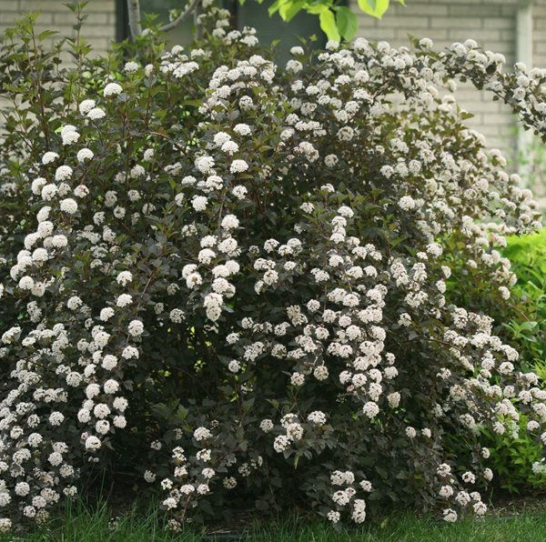 10 Recommended Shrubs With White Flowers