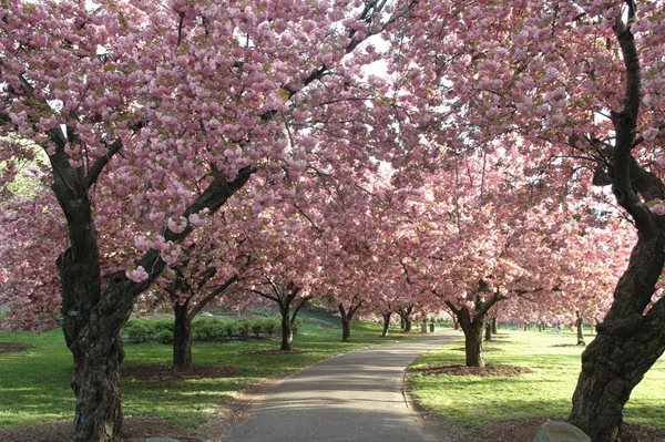 Brooklyn Botanic Garden's 100th Anniversary - Gallery | Garden Design