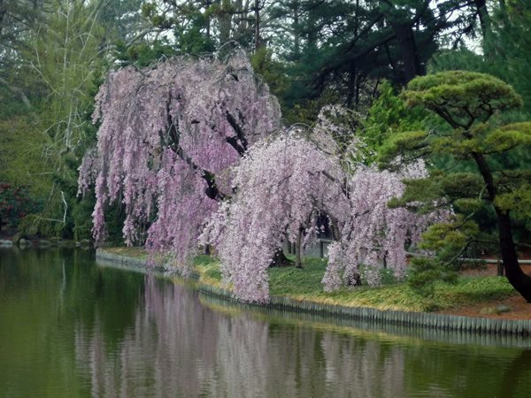 Brooklyn Botanic Garden's 100th Anniversary - Gallery | Garden Design