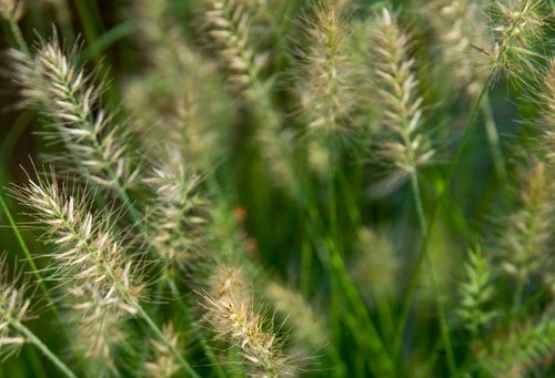 Container Grasses at Cheekwood - Gallery | Garden Design