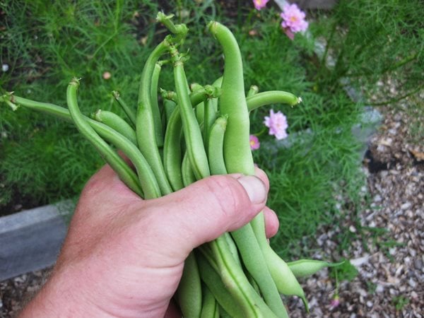 Creating a Raised Bed Garden – Kevin Lee Jacobs