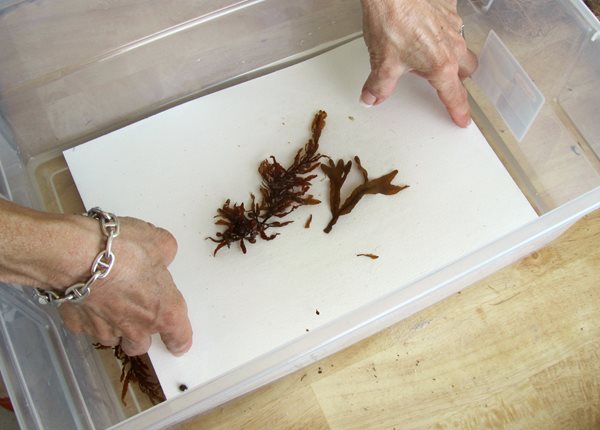 How to Press and Preserve Seaweed   Garden Design  Calimesa, CA