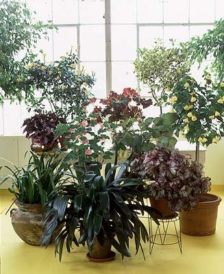 Indoor Houseplants - Gallery | Garden Design