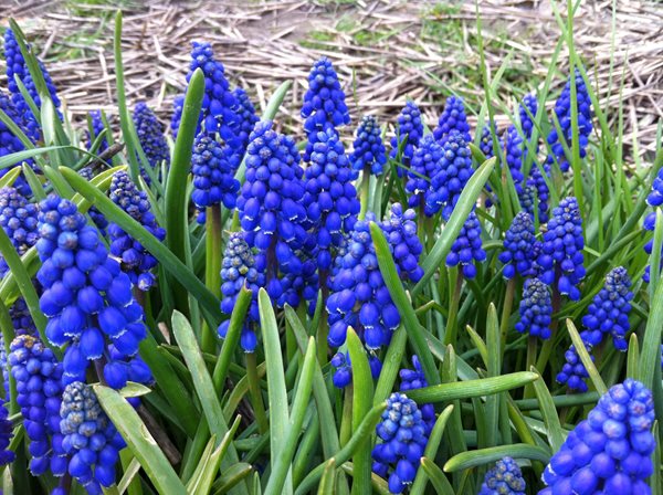 Muscari for Mother's Day - Gallery | Garden Design