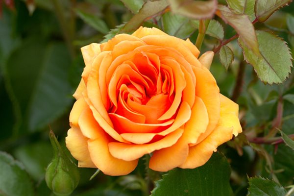 https://www.gardendesign.com/pictures/images/600x600Max/portland-s-international-rose-test-garden_371/garden-design_8099.jpg