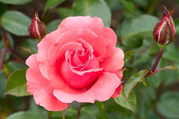 Portland's International Rose Test Garden - Gallery | Garden Design