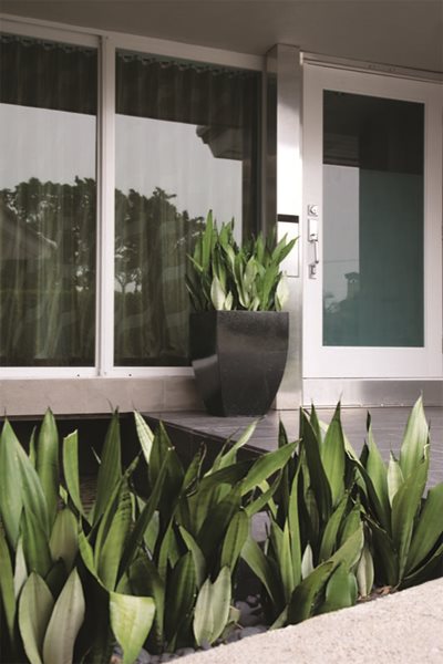 Sansevierias - Gallery | Garden Design