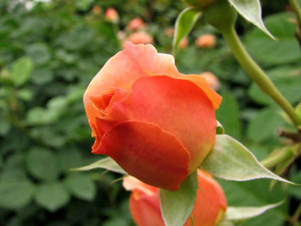 Meaning of Rosebud  What do Rosebuds Mean?