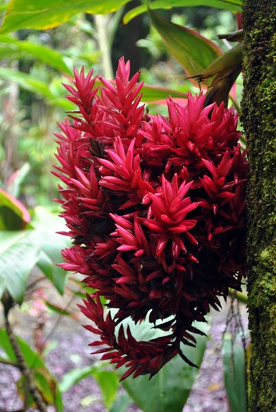 Visiting The Hawaii Tropical Botanical Garden Gallery