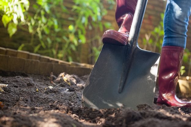 Digging Hole, Shovel In Dirt  "Dream Team's" Portland Garden  Shutterstock.com  New York, NY