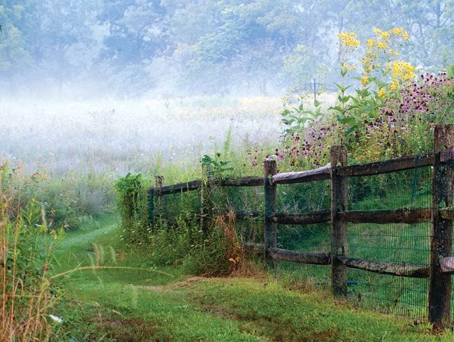 How to plant a Pennsylvania wildflower garden - Farm and Dairy