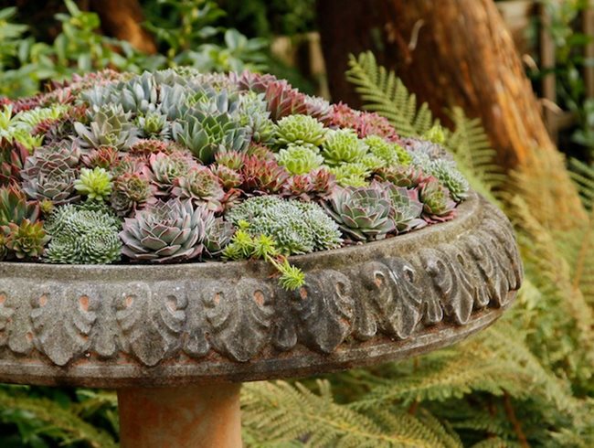 succulents in pots