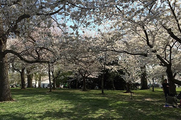 Cherry Blossoms in DC | Garden Design