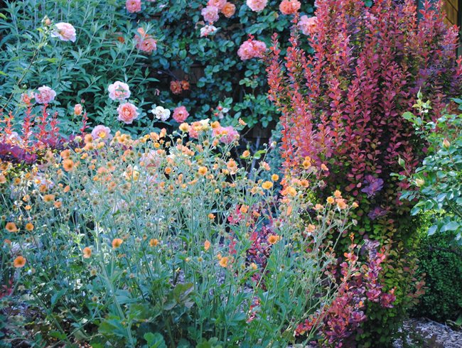 Colorful Garden, Colorful Plants, Plant Combination
Garden Design
Calimesa, CA