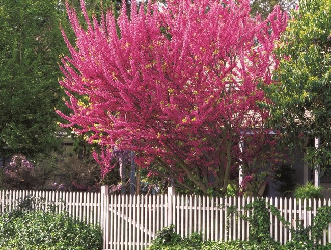 Eastern Redbud: Tree Facts and Care Info | Garden Design