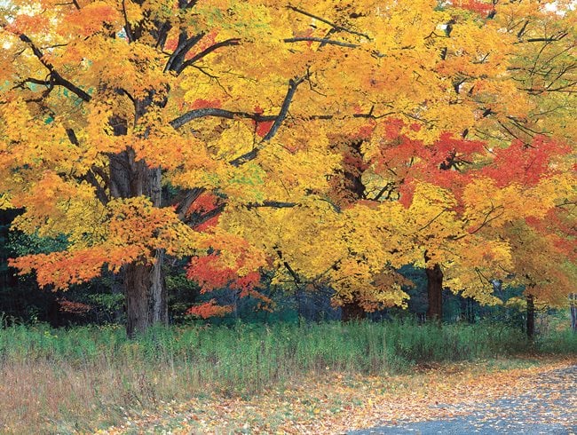 best fall foliage trees