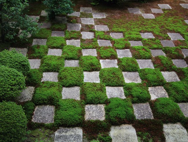 How to create a moss garden. Gardening advice.