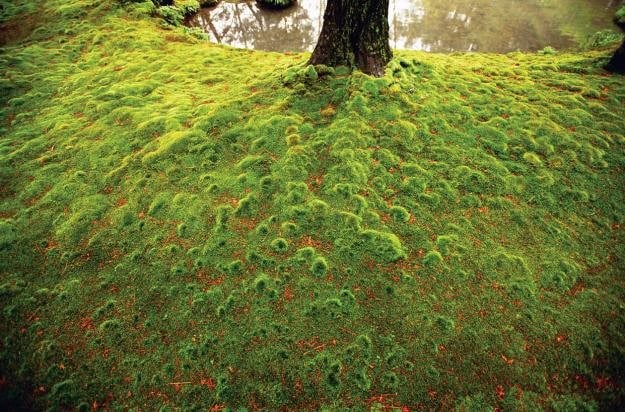 moss in japan's gardens  garden design
