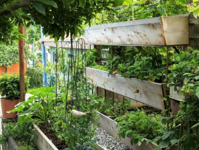 Vertical Gardening: Grow More Vegetables in Less Space