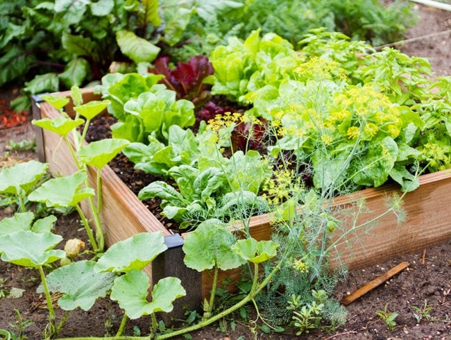 Small Vegetable Garden Ideas & Tips