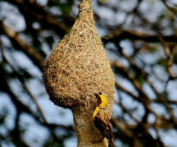 Textile in the Trees: Weaver Bird Nests