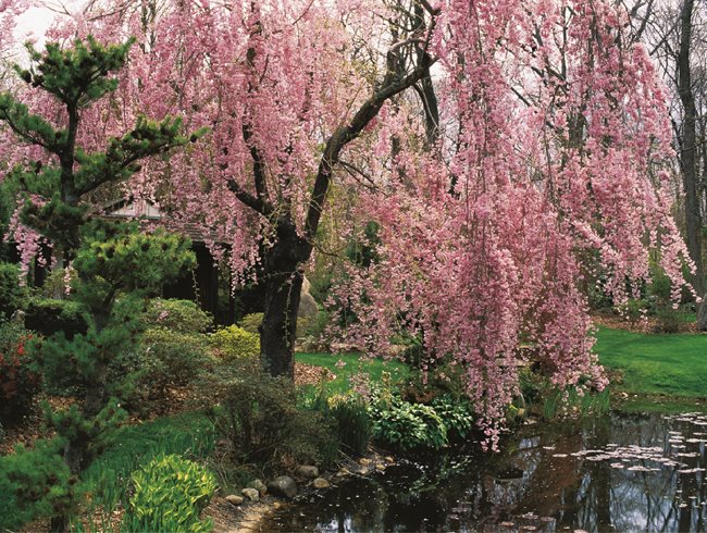 Types Of Cherry Blossom Trees