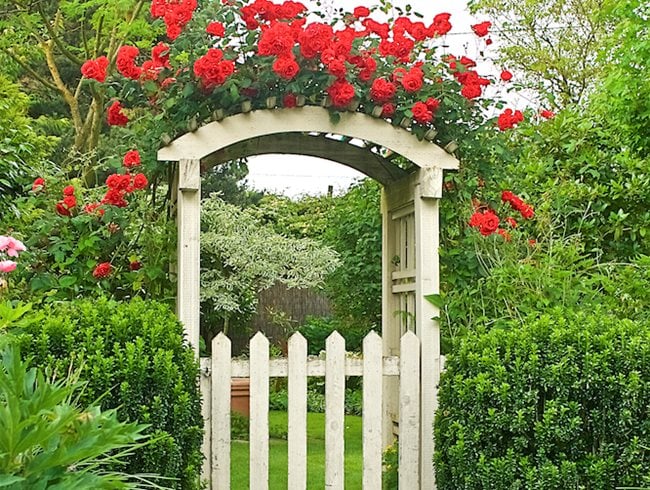 beautiful rose gardens