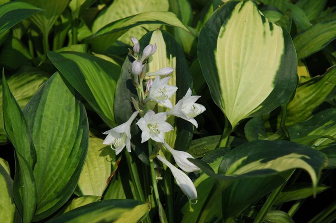 Design a Showy Flowerbed with These 5 Easy-Care Perennials ...