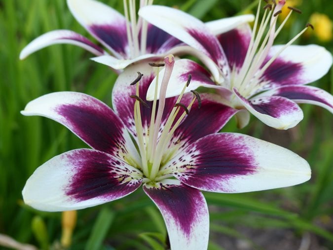 Peace Lily | Home & Garden Information Center