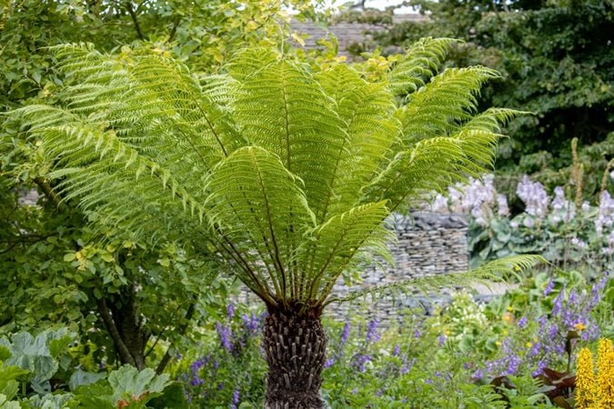 15 Best Plants That Like Shade
