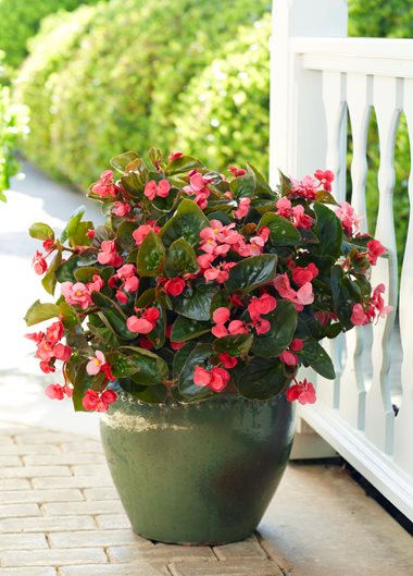 outdoor potted plants shade