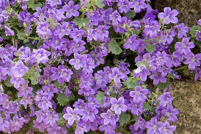 24 Purple Flowers To Brighten Your Garden Garden Design