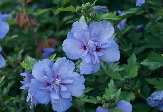 types of purple and blue flowers