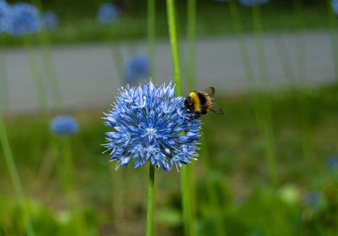 honey bees on blue flowers