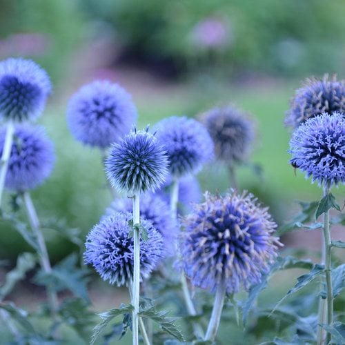25 Breathtaking Blue Flowers For Your Garden