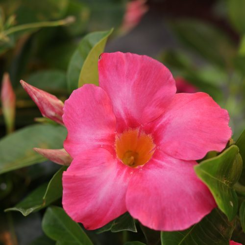 vine plants identification pink flowers