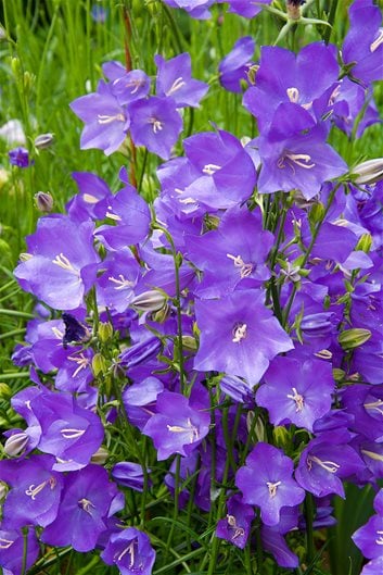 20 of the Best Perennial Plants and Flowers