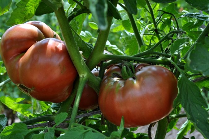 beefsteak tomato plant height