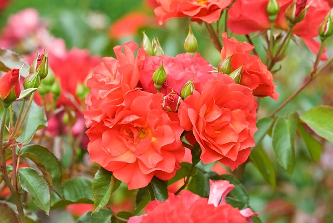 floribunda rose bushes types red