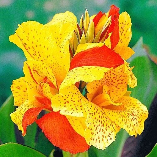 https://www.gardendesign.com/pictures/images/675x529Max/site_3/cleopatra-canna-lily-orange-and-yellow-canna-lily-proven-winners_16330.jpg